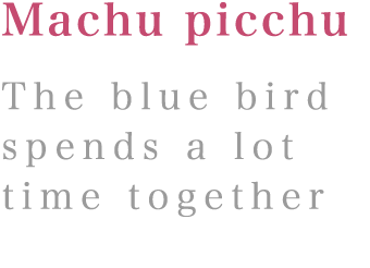Machu picchu:The blue bird spends a lot time together